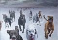 Ireneusz Kojło psy